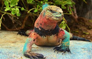 marine christmas iguana