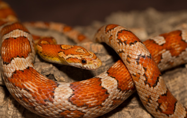 5 Great Pet Snakes for Beginners - Reptile Craze