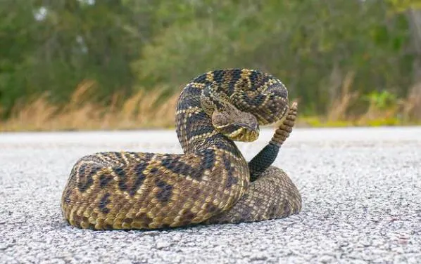 Eastern Diamondback