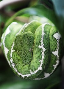 Green Tree Python 