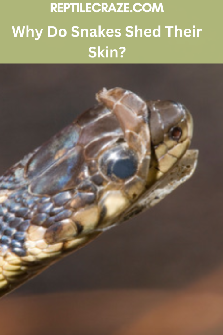 Photo inspiration: Snake Skin Health And Maintenance Practices Reference: 7 Venomous Snakes Of Australia