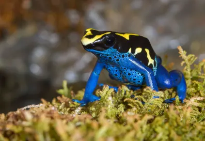 The Dyeing Poison Frogs