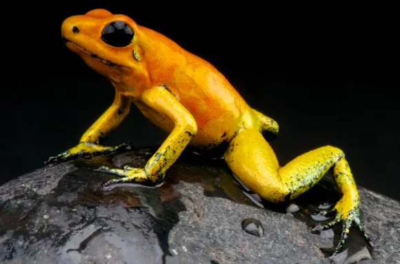 The Golden Poison Dart Frog