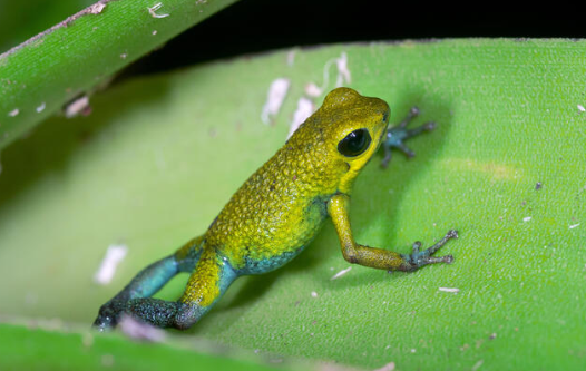 The Granular Poison Frog