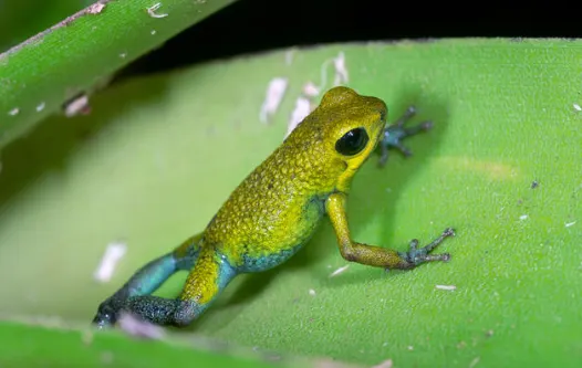 The Granular Poison Frog