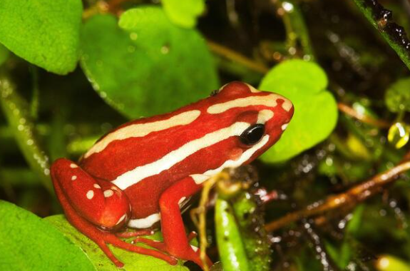 The Phantasmal Poison Frog