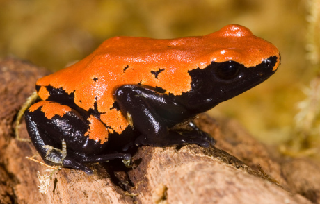 The Splashback Poison Frog