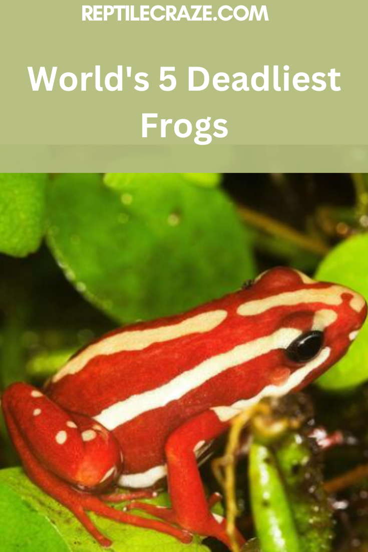 World's 5 Deadliest Frogs