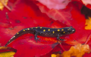 Exploring Amphibians: Cold-Blooded Wonders - Reptile Craze