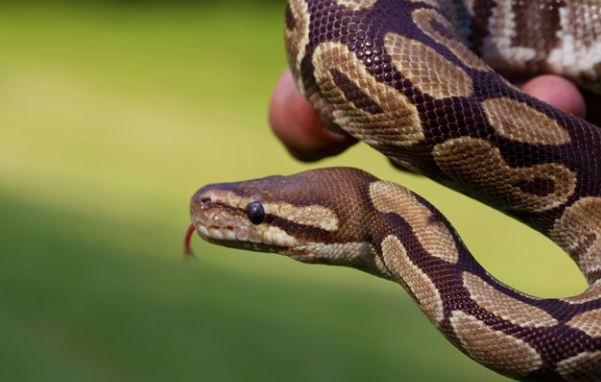 Myths about Snakes