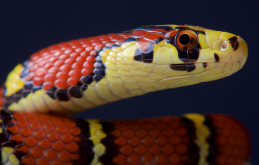 Myths about Snakes