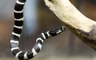 California Kingsnake