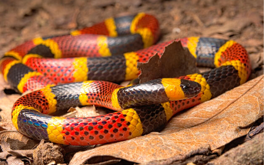 Coral Snake