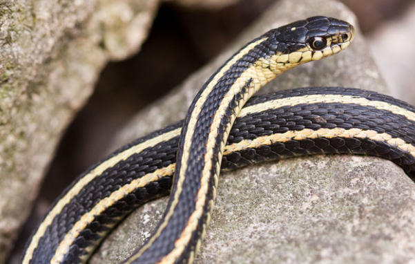 Garter Snake