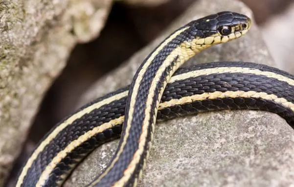 Garter Snake