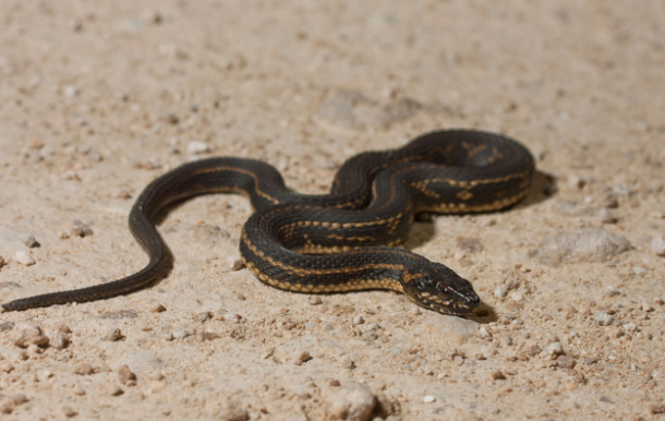 Gulf Saltmarsh Snake