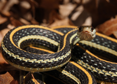 Orange-Striped Ribbon Snake