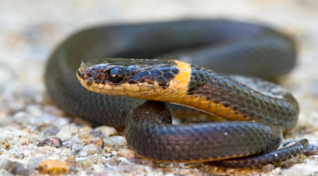 Ringneck Snake