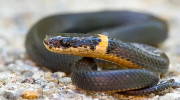 Ringneck Snake