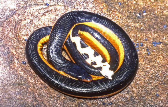 Yellow-Bellied Sea Snake