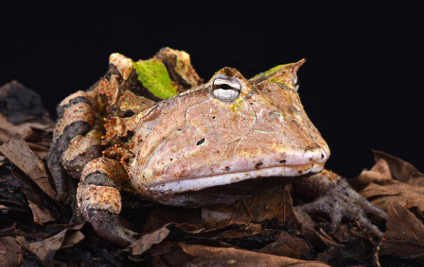 Amazonian Horned Frog