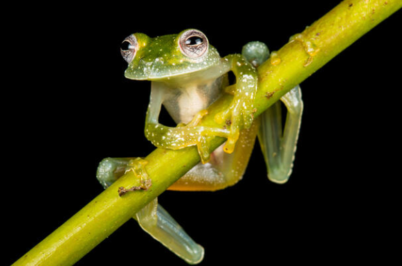 Glass Frogs 