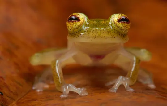 glass frog