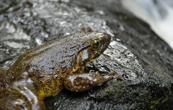 Goliath Frog 