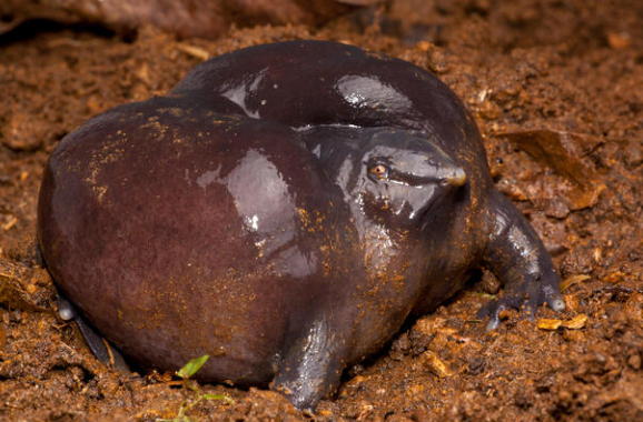 Purple Frog