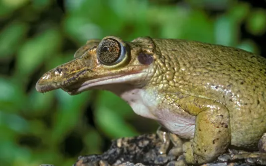 Shovel-Headed Tree Frog