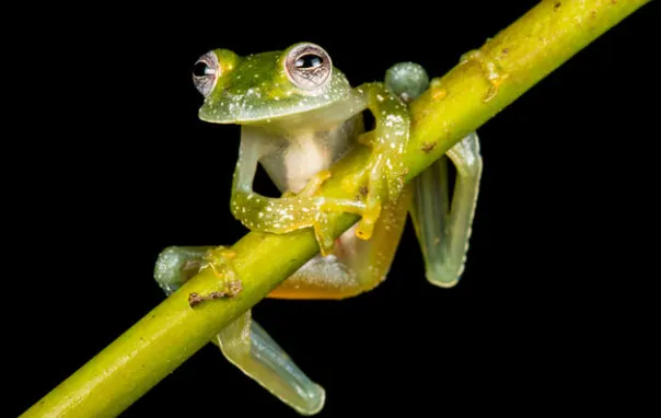 glass frog