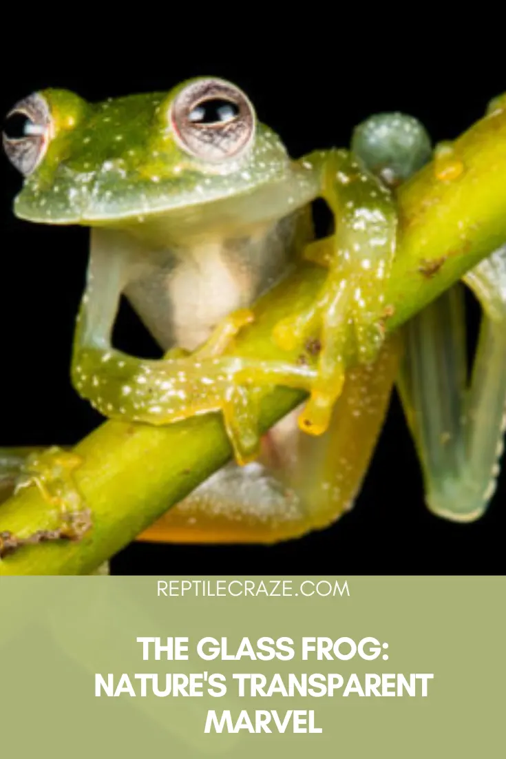 glass frog