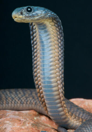 Arabian Cobra