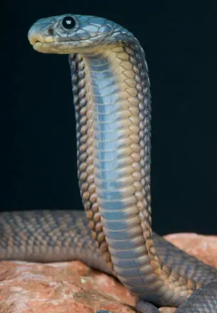 Arabian Cobra