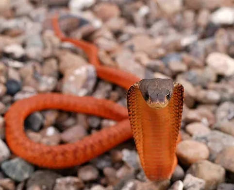 Arabian Cobra