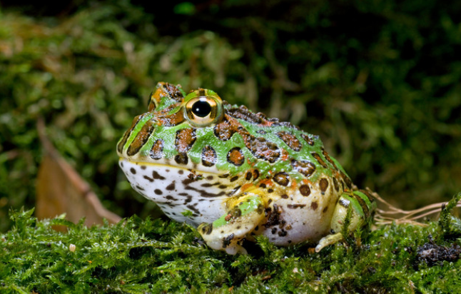 The Fascinating World of the Argentine Horned Frog - Reptile Craze