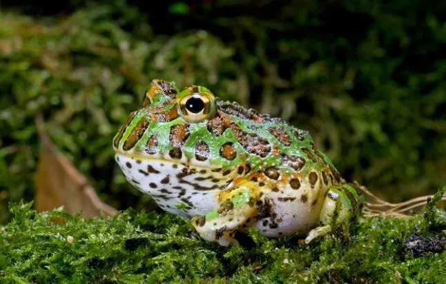 argentine horned frog