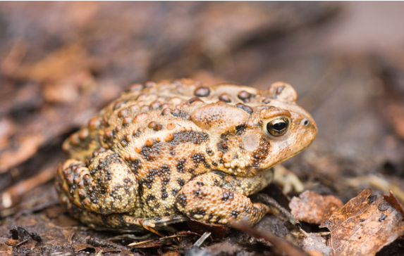 american toad