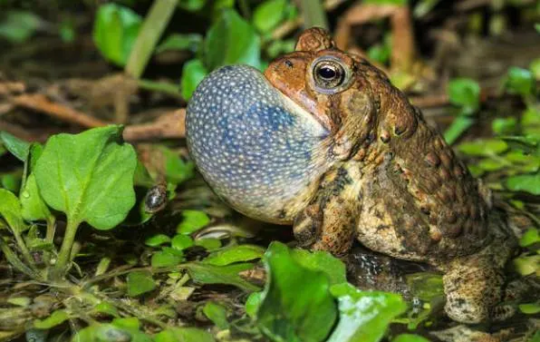 american toad