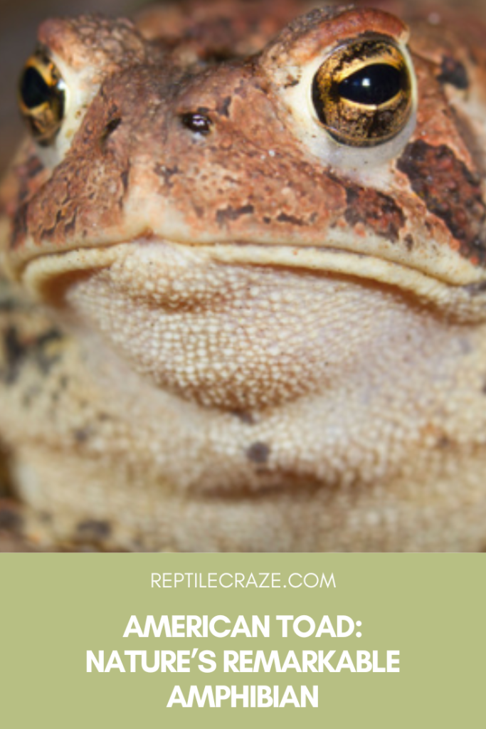 American Toad: Nature’s Remarkable Amphibian - Reptile Craze