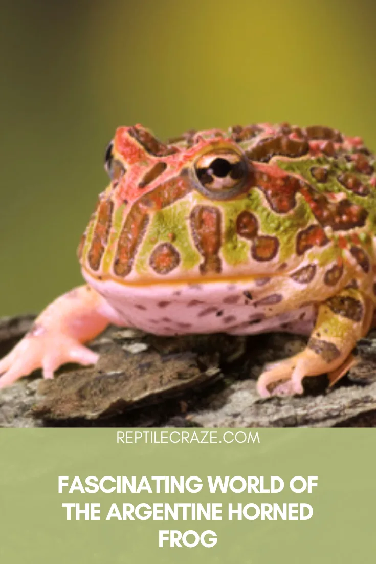 argentine horned frog