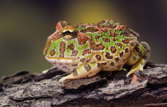 argentine horned frog