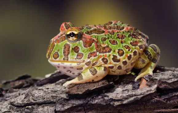 The Fascinating World of the Argentine Horned Frog - Reptile Craze