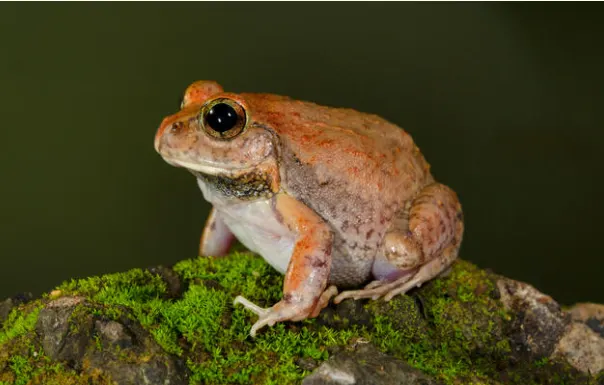 burrowing frog