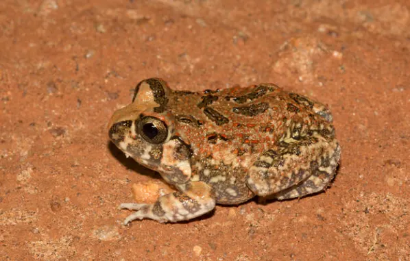 burrowing frog