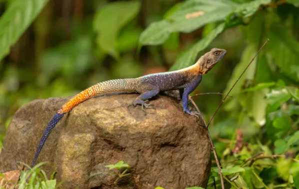 Agama lizard