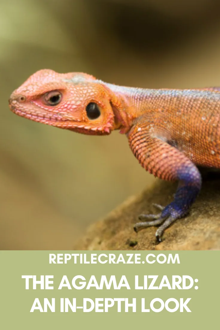 Agama lizard