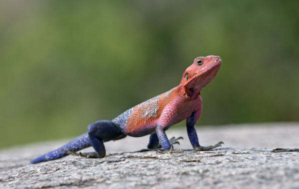 Agama lizard