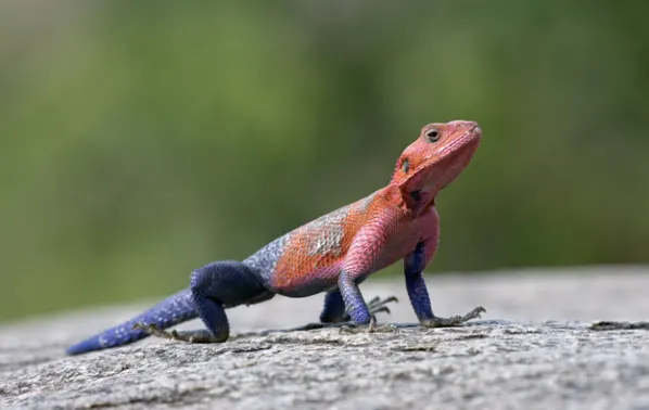 Agama lizard