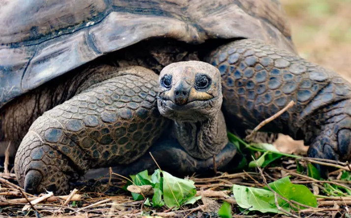 Aldabra Giant Tortoise